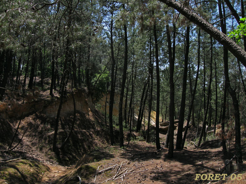 foret-05
