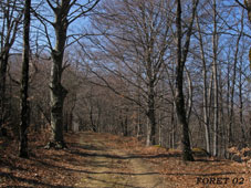 foret-02